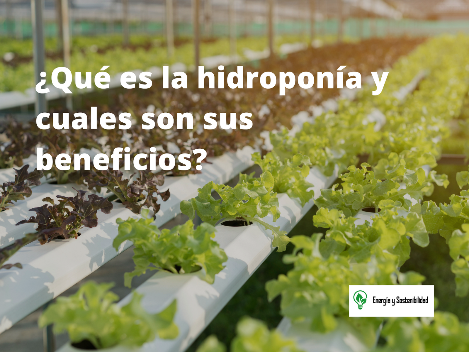 que es la hidroponía y cuáles son sus beneficios